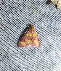 Pyrausta tyralis