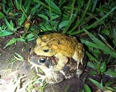 Incilius porteri