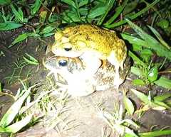 Incilius porteri