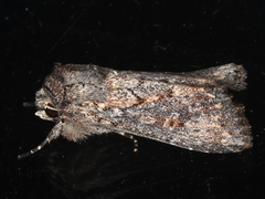 Dasygaster padockina