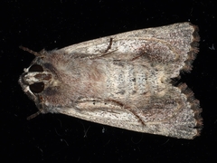 Dasygaster padockina