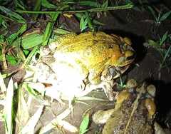 Incilius porteri