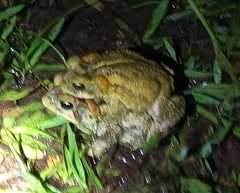 Incilius porteri