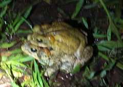 Incilius porteri