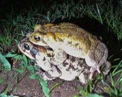 Incilius porteri