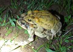 Incilius porteri