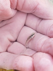 Malacoctenus macropus