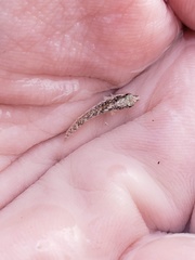 Malacoctenus macropus