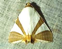 Eulepidotis rectimargo