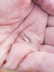 Malacoctenus macropus