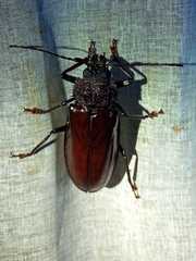 Mallodonopsis mexicanus