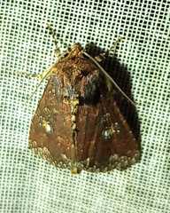 Condica abida