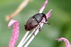 Odontocorynus umbellae