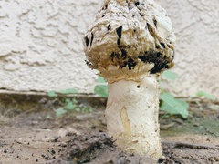Agaricus deserticola