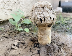 Agaricus deserticola