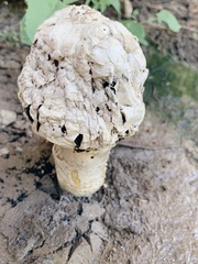 Agaricus deserticola