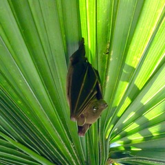 Cynopterus brachyotis