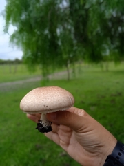 Agaricus