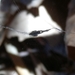 photo of (Uloborus diversus)