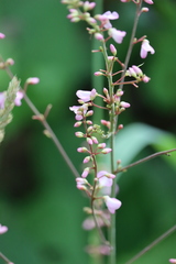 Hylodesmum glutinosum