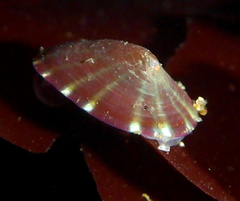Williamia peltoides