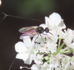Apolysis