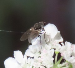 Apolysis