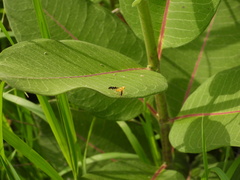 Strauzia longitudinalis