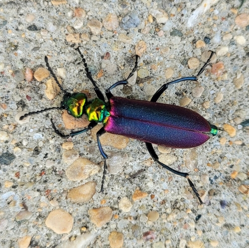 Nuttall's blister beetle