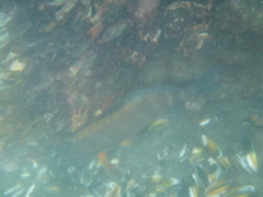 Chirodactylus spectabilis