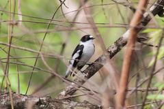 Ficedula semitorquata