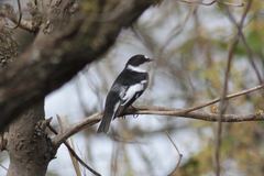 Ficedula semitorquata