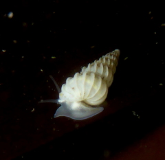 Epitonium sawinae