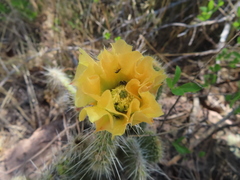 Opuntia trichophora