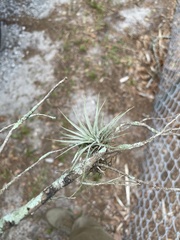 Tillandsia bartramii