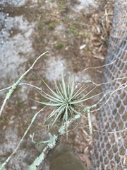 Tillandsia bartramii