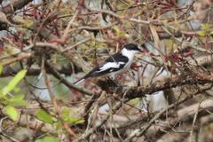 Ficedula semitorquata