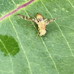 Strauzia longipennis