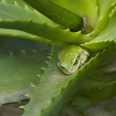 Dendropsophus luddeckei