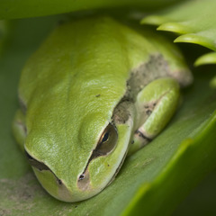 Dendropsophus luddeckei