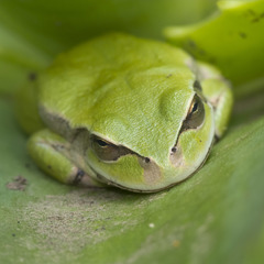 Dendropsophus luddeckei