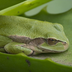 Dendropsophus luddeckei