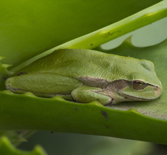 Dendropsophus luddeckei