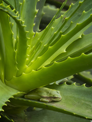 Dendropsophus luddeckei