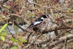 Ficedula semitorquata