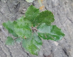 Quercus wislizeni frutescens
