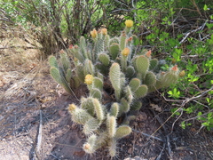 Opuntia trichophora