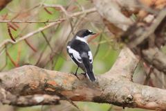 Ficedula semitorquata