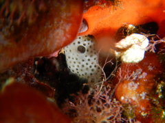 Lissoclinum perforatum