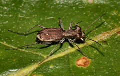 Parvindela cursitans